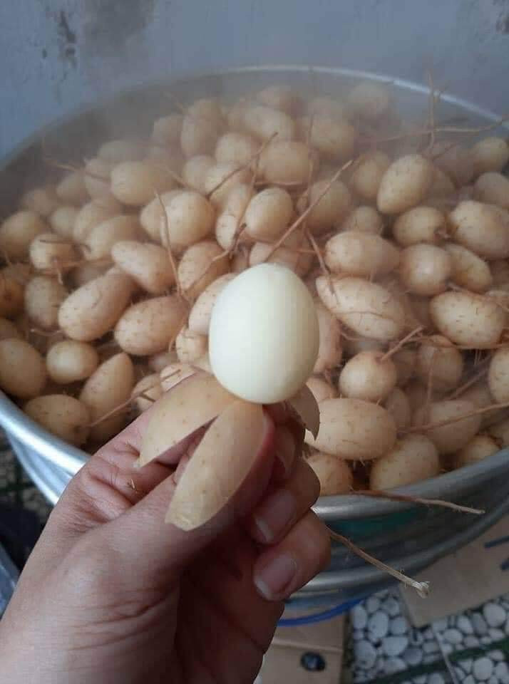 Củ lùn thùng