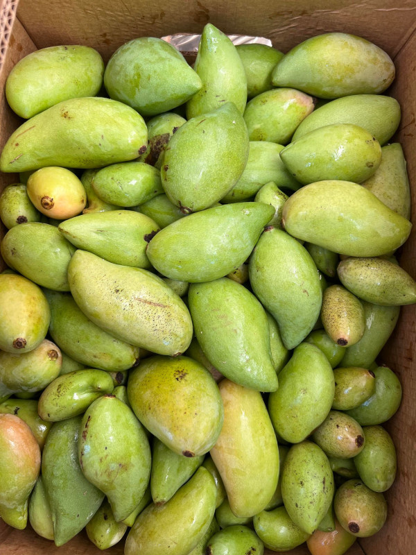 Xoài Bao tử 16$