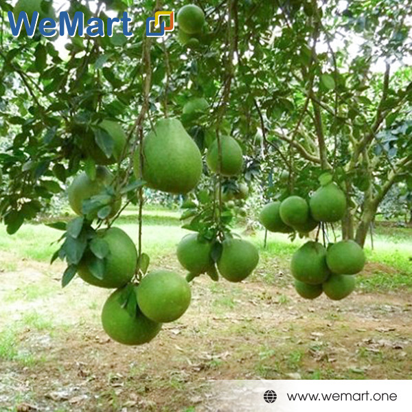 Bưởi Ổi Size S 1Kg