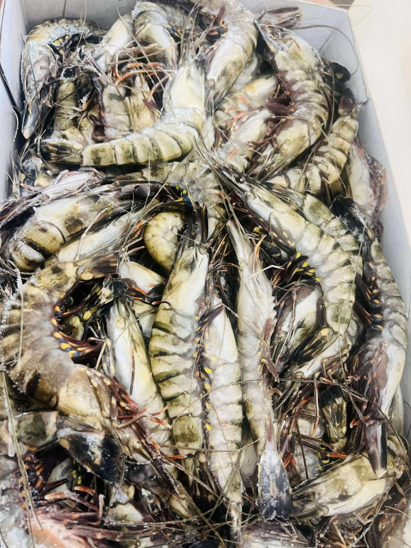 Tôm black tiger 16/20 55$ 3kg