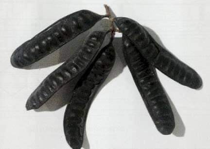 bồ kết