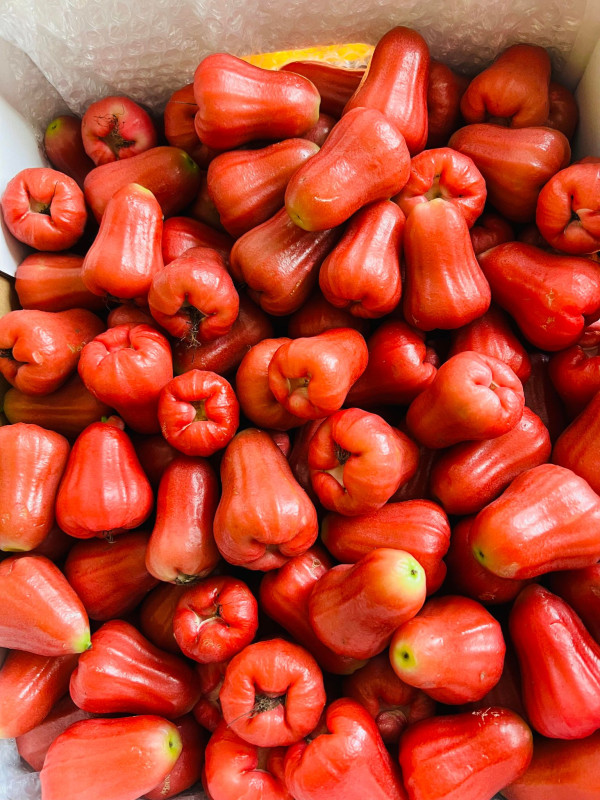 Mận Ấn Độ 20$ 1kg